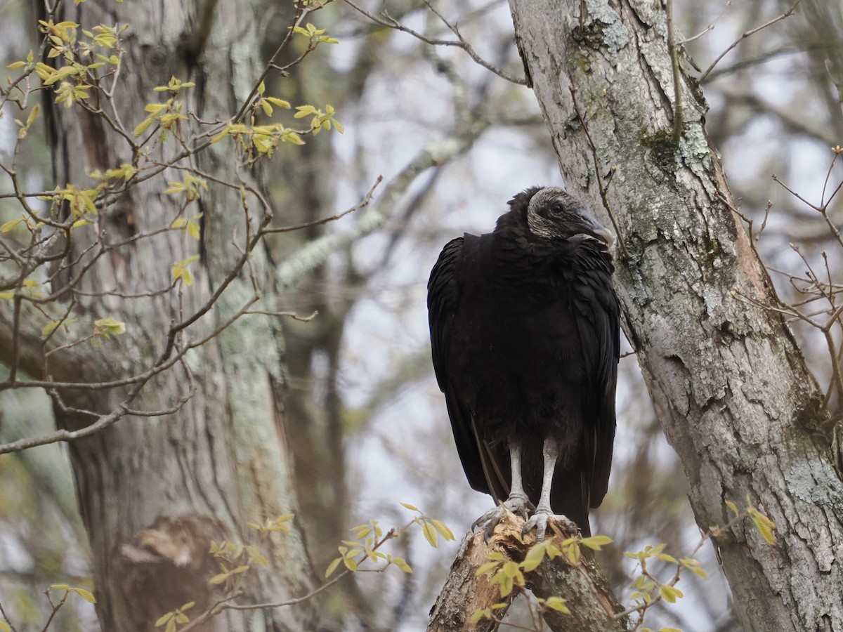 Black Vulture - ML617946076