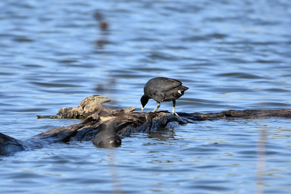 American Coot - ML617946105