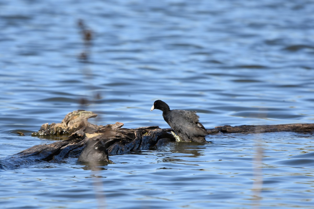 American Coot - ML617946106