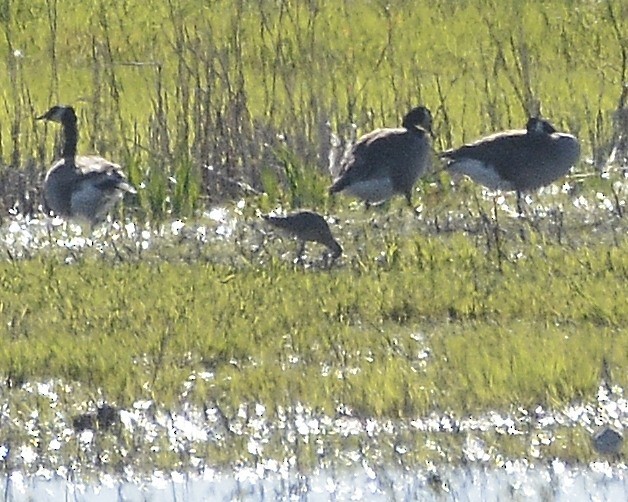 Marbled Godwit - ML617946127