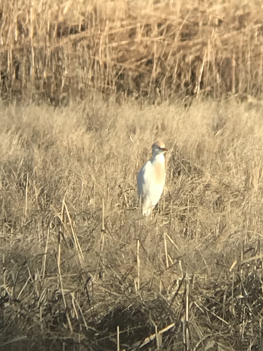 Western Cattle Egret - ML617946131