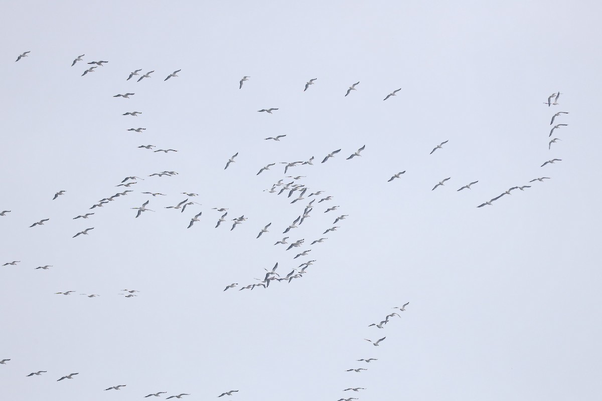 American White Pelican - ML617946157