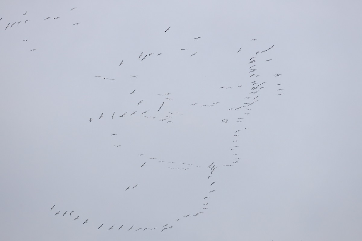 American White Pelican - ML617946159