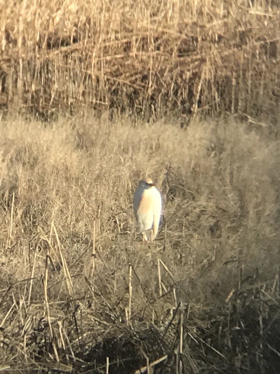 Western Cattle Egret - ML617946169