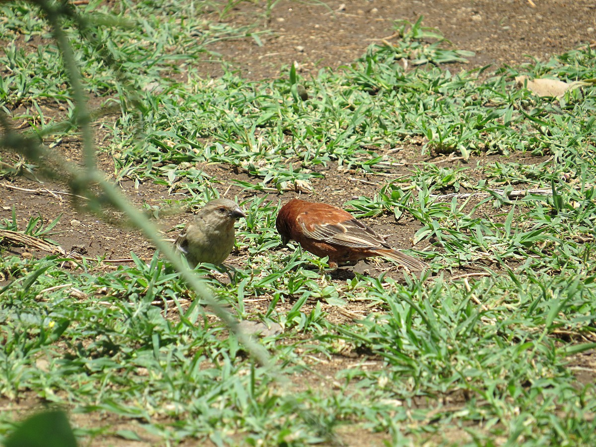Chestnut Sparrow - ML617946175