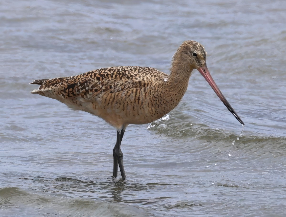 Marbled Godwit - ML617946185