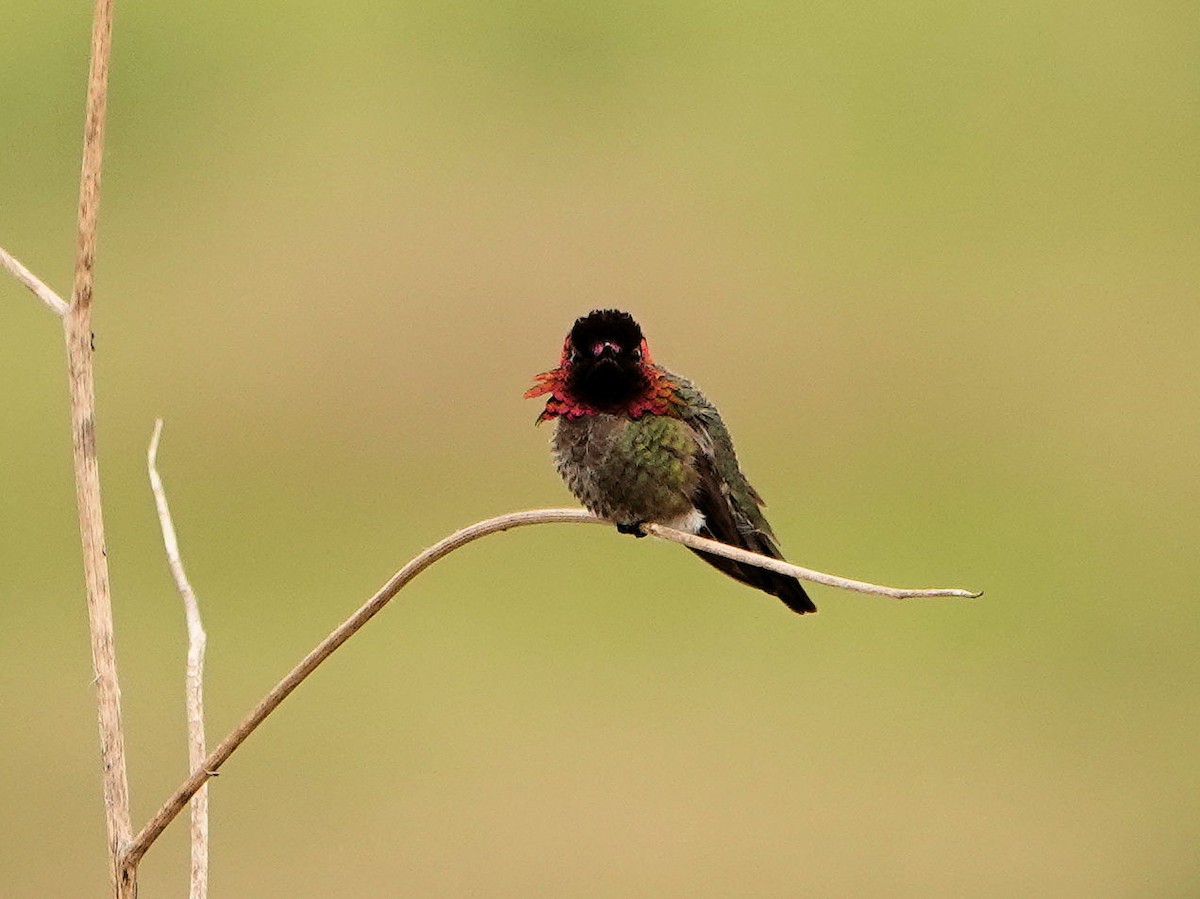 Anna's Hummingbird - ML617946188