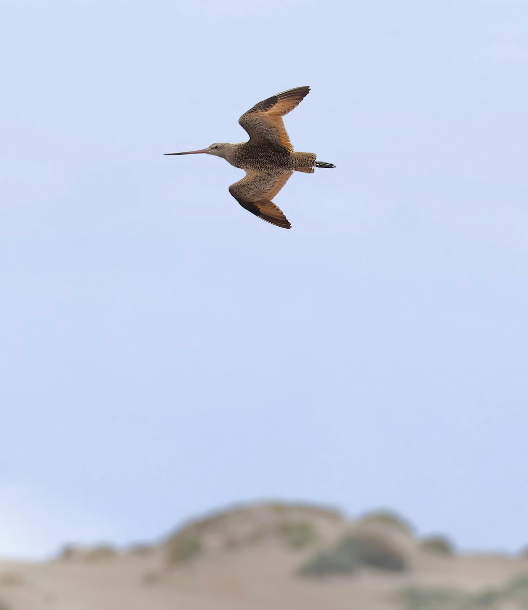 Marbled Godwit - ML617946190