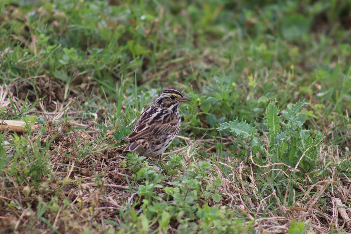 Savannah Sparrow - Ty Sharrow