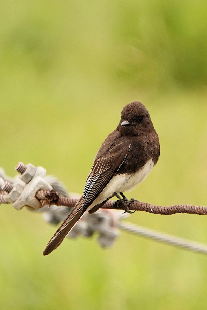 Black Phoebe - ML617946222