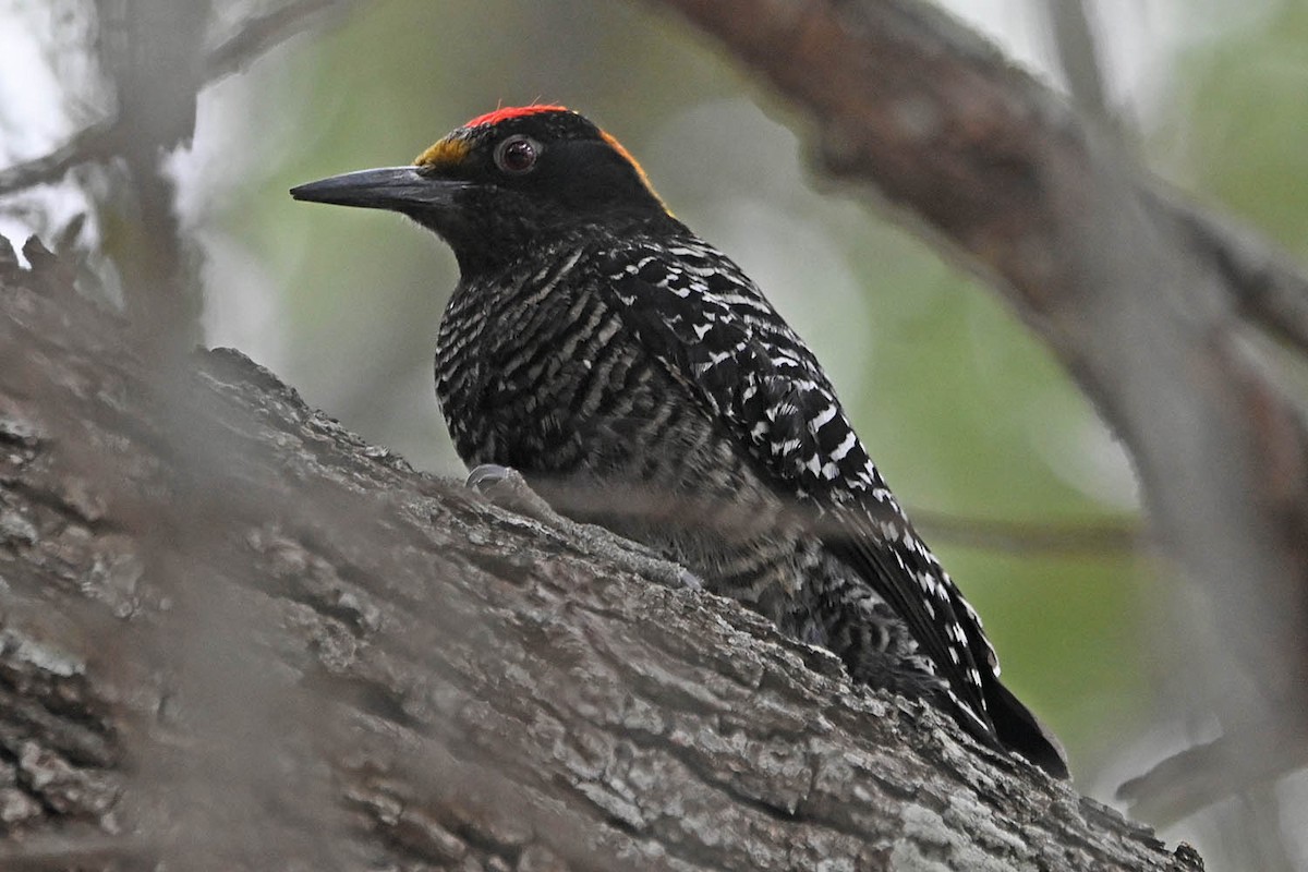 Golden-fronted Woodpecker - ML617946261