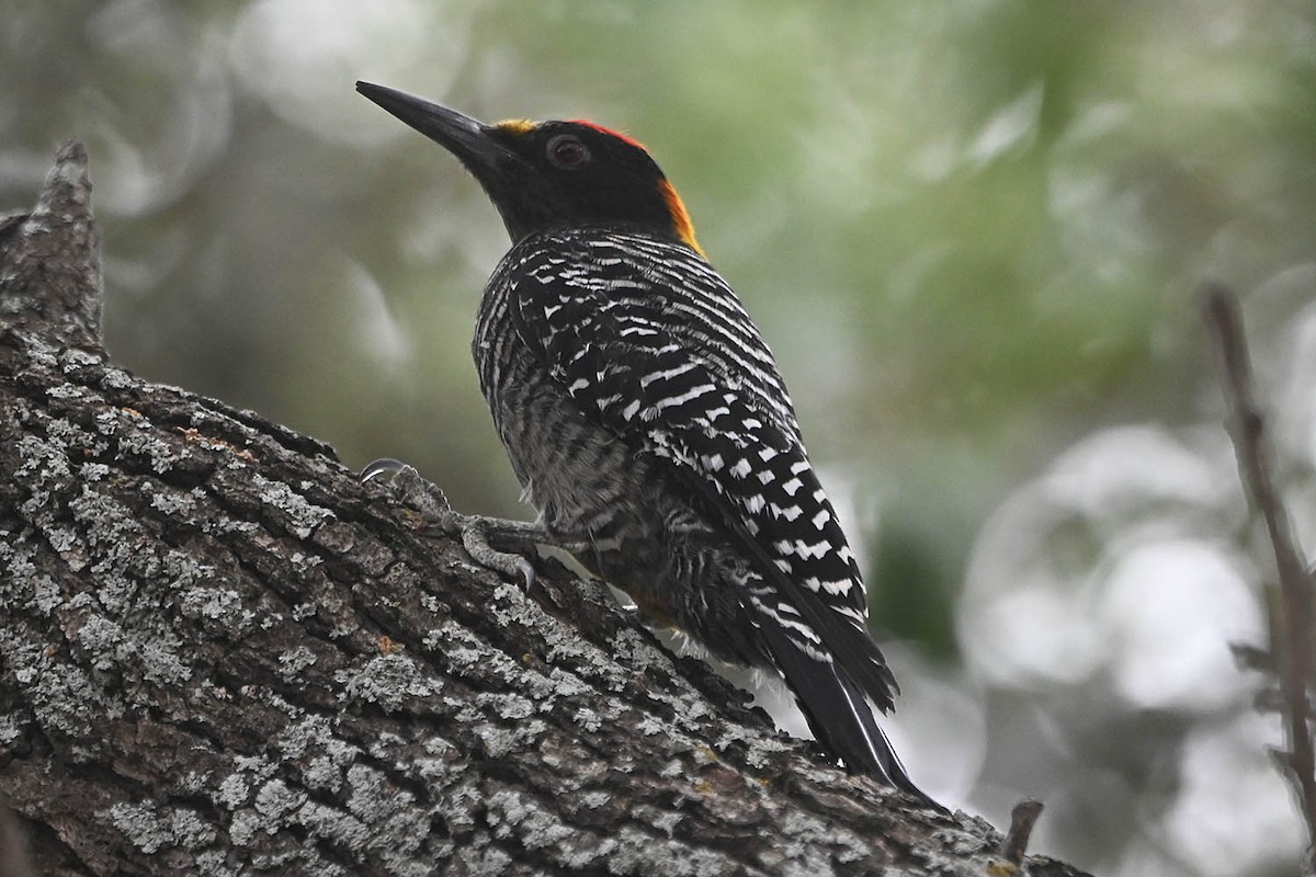 Golden-fronted Woodpecker - ML617946265