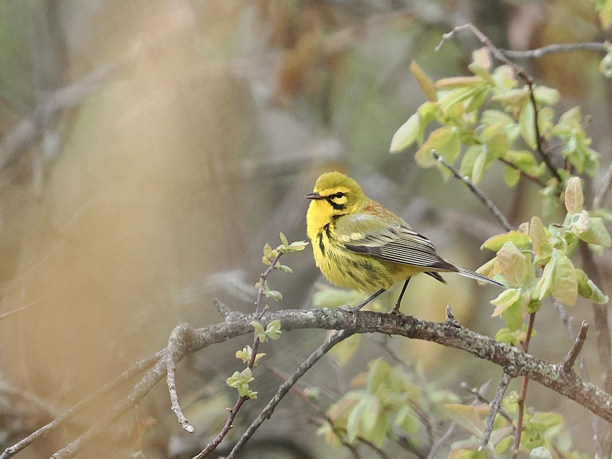 Prairie Warbler - ML617946278