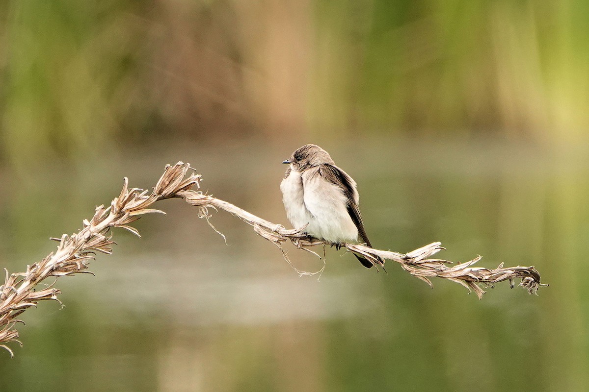 Hirondelle à ailes hérissées - ML617946291