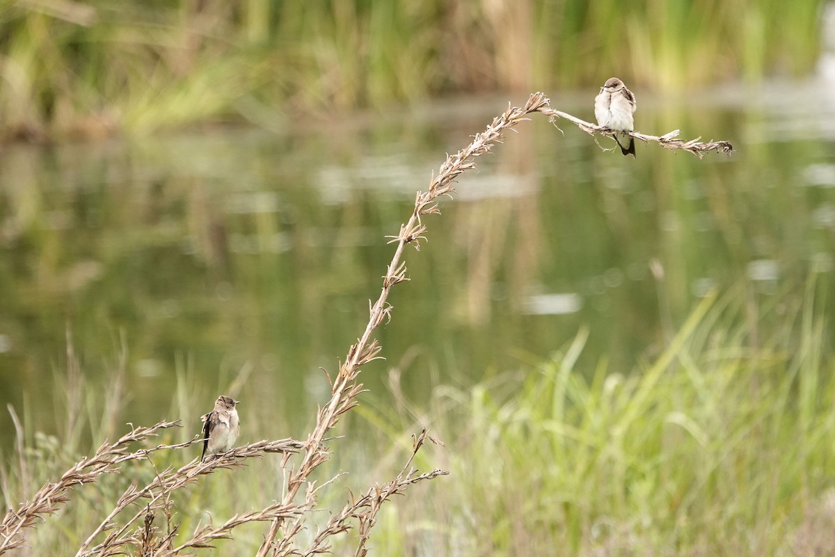 Northern Rough-winged Swallow - ML617946292