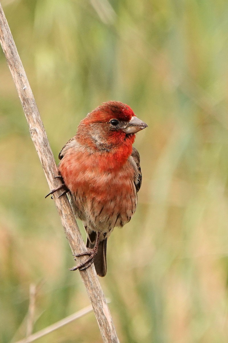 House Finch - ML617946304