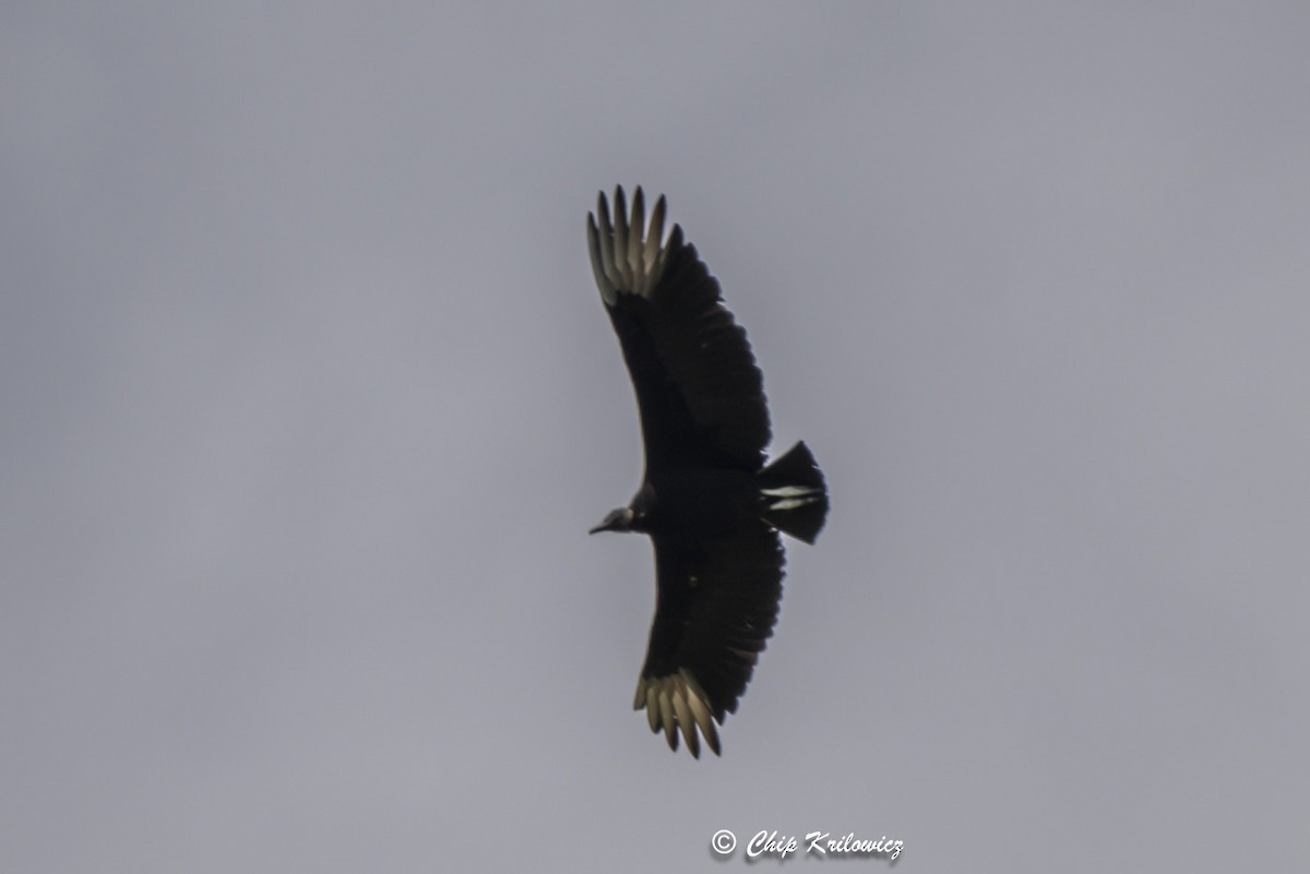 Black Vulture - ML617946322