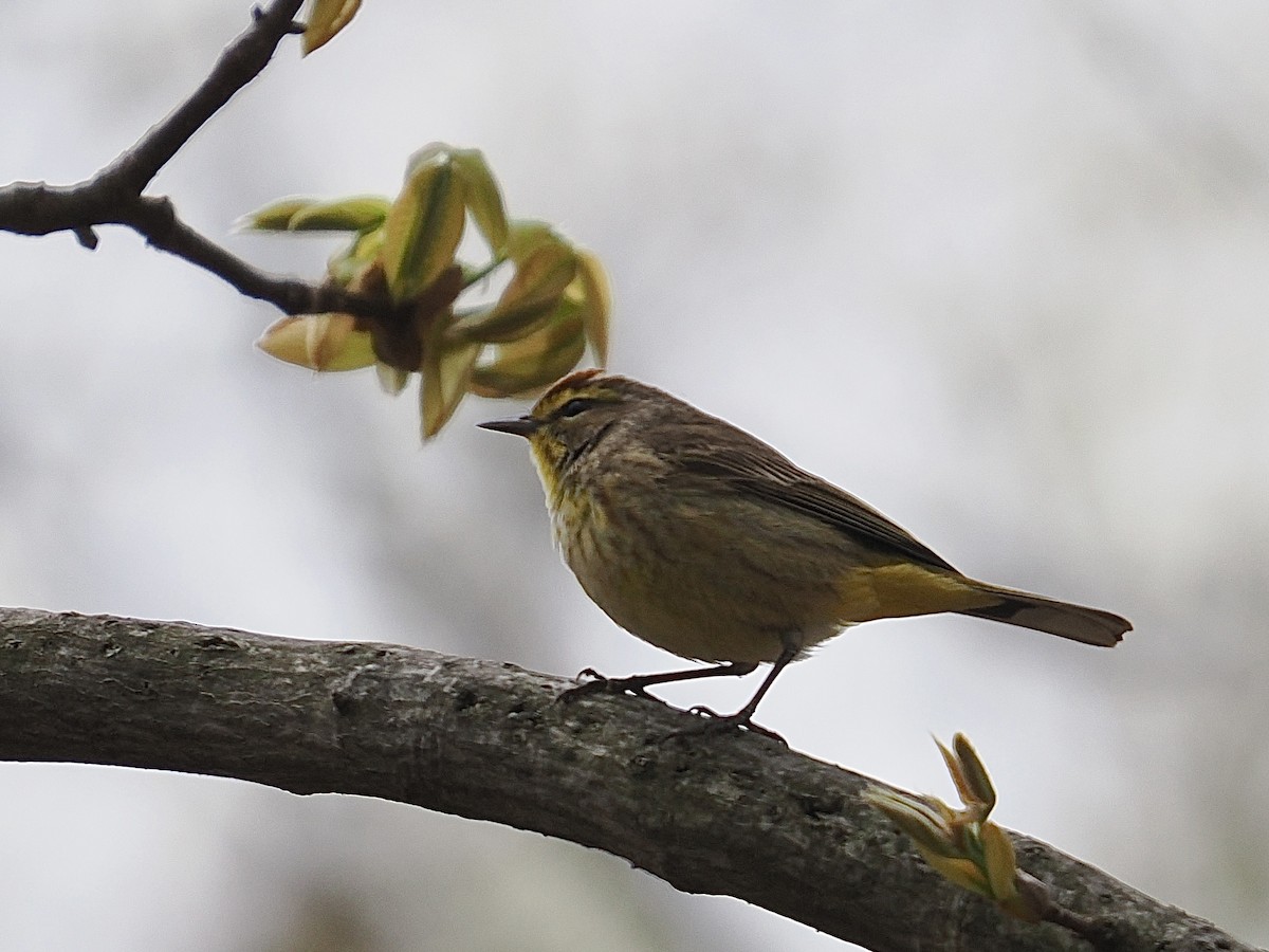 Palm Warbler - ML617946346