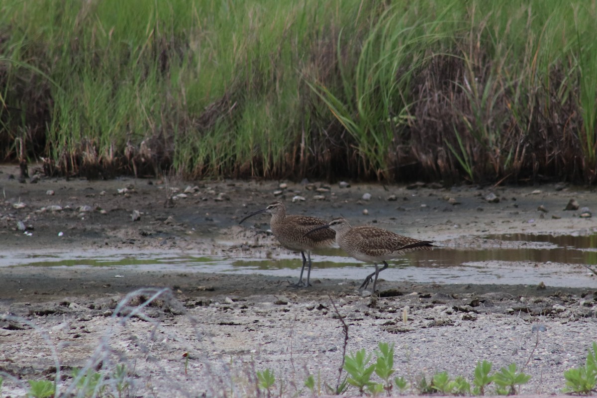 Whimbrel - ML617946352