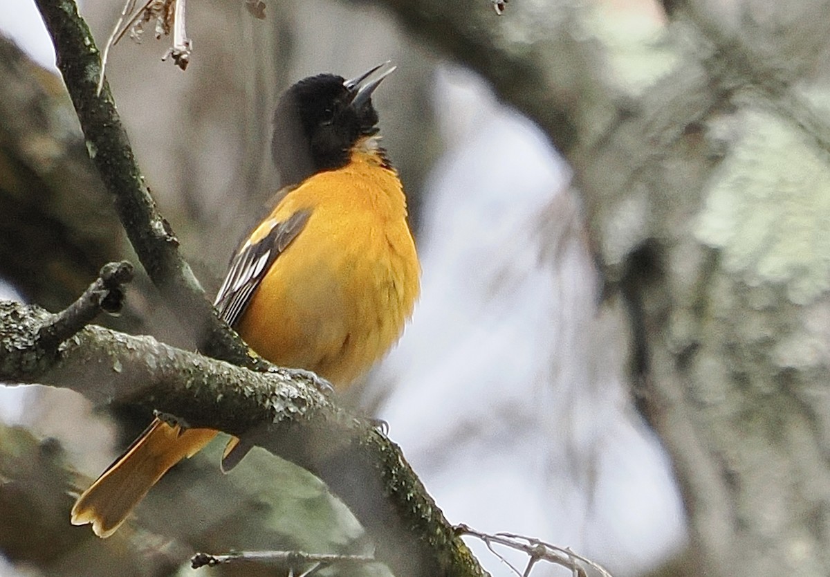 Baltimore Oriole - ML617946365