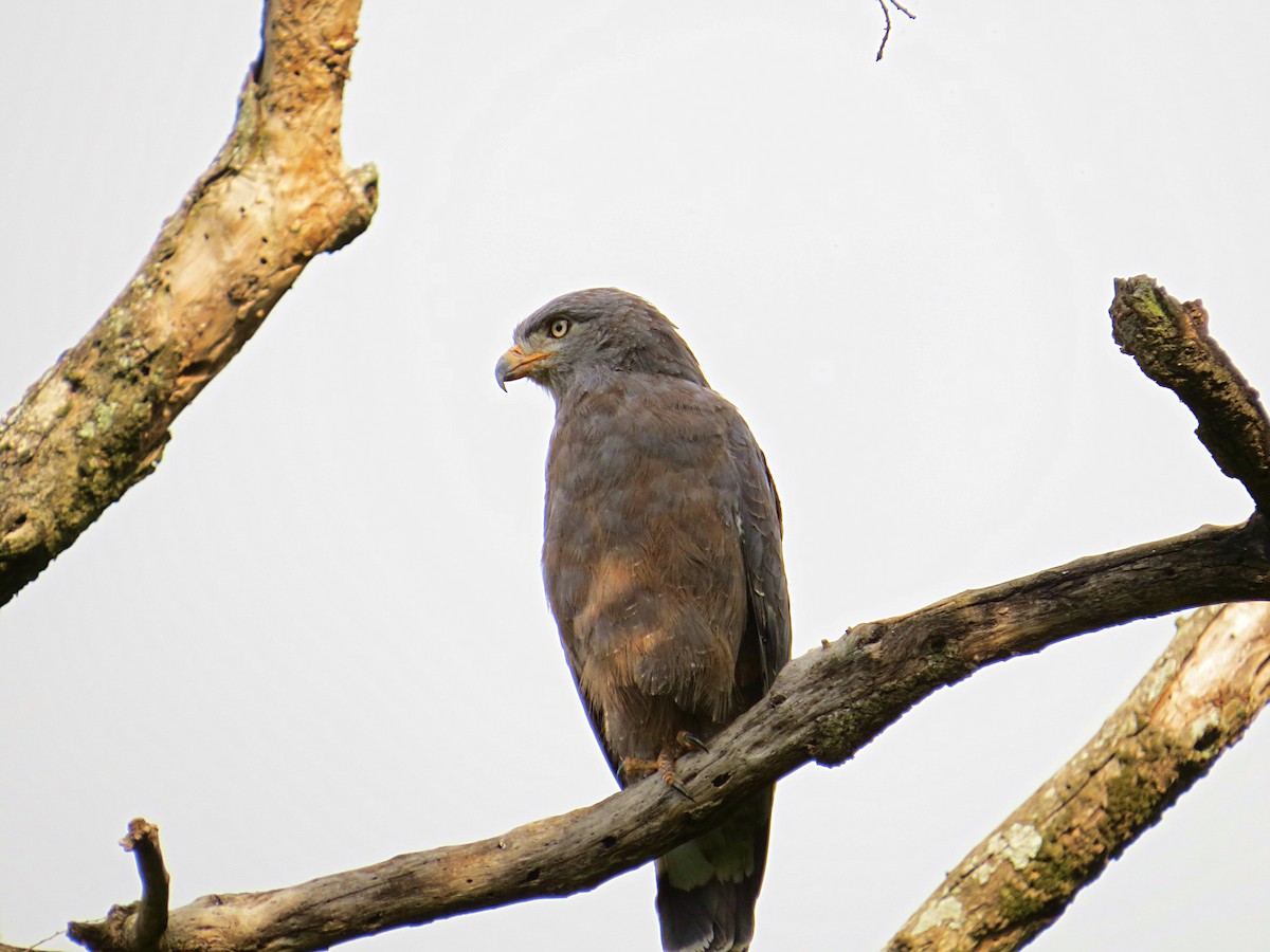 Banded Snake-Eagle - ML617946368