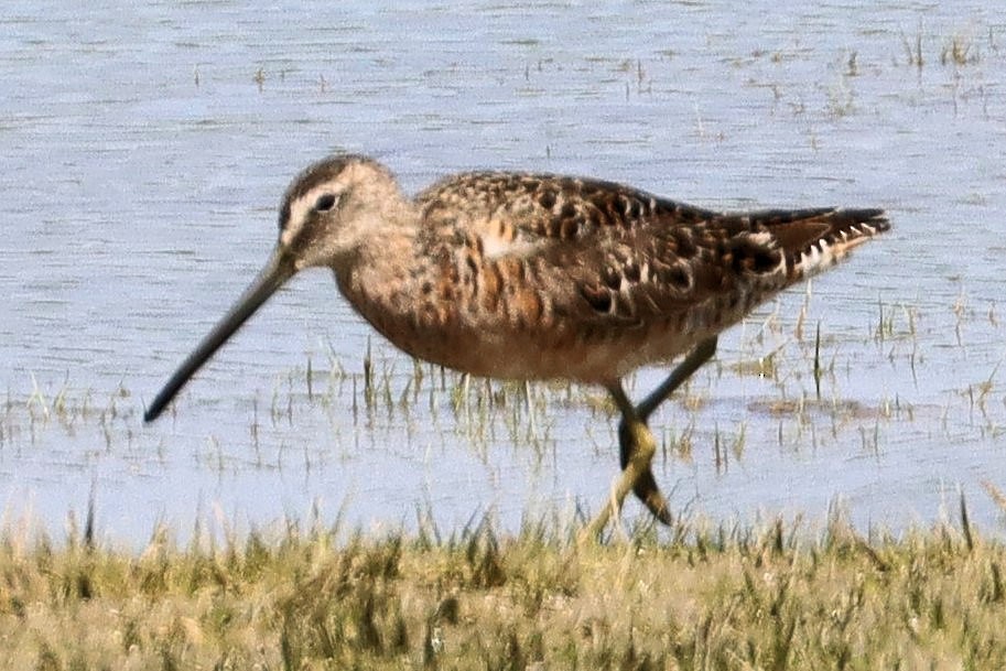 Long-billed Dowitcher - ML617946376