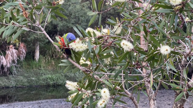 Rainbow Lorikeet - ML617946391