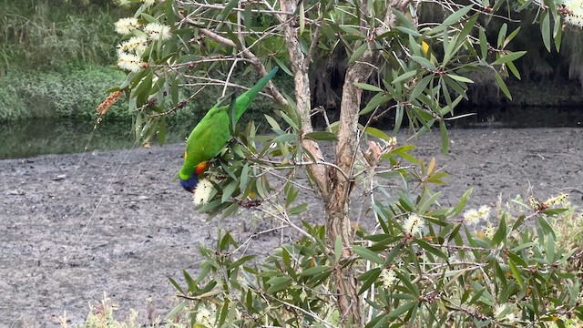 Rainbow Lorikeet - ML617946394