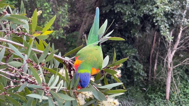 Rainbow Lorikeet - ML617946395