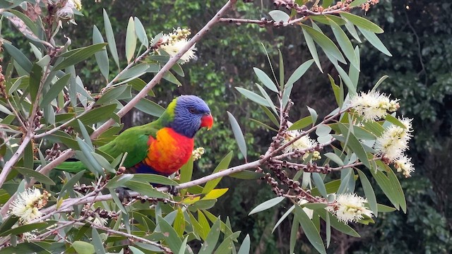 Rainbow Lorikeet - ML617946396