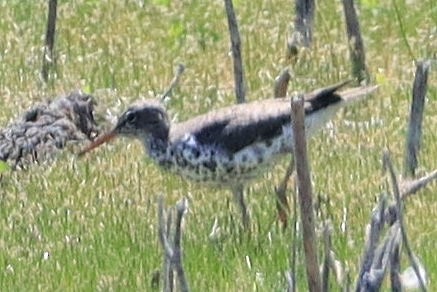 Spotted Sandpiper - ML617946402