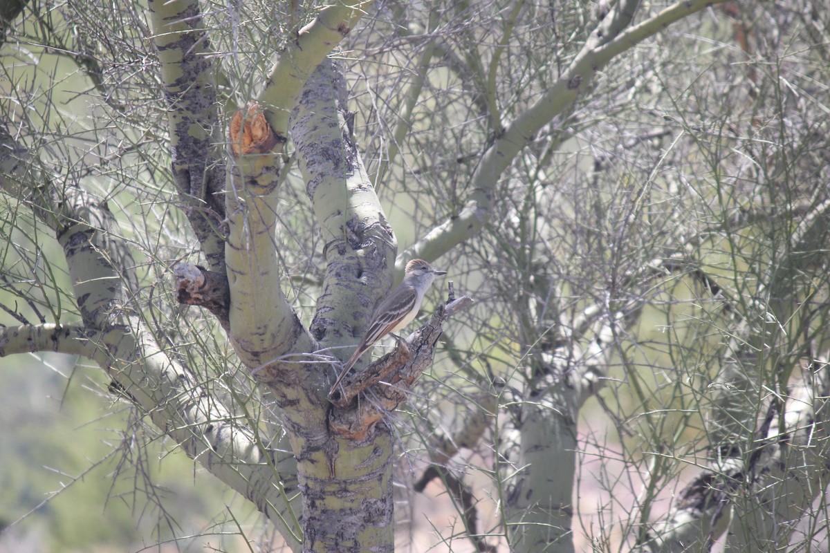 Ash-throated Flycatcher - ML617946405