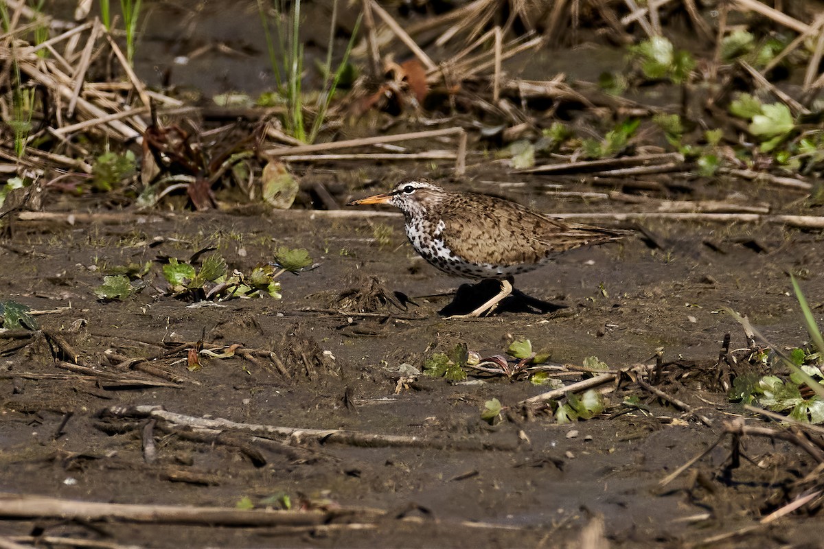 Spotted Sandpiper - ML617946419