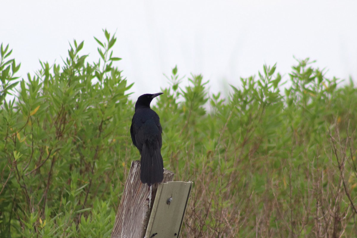 Great-tailed Grackle - ML617946420