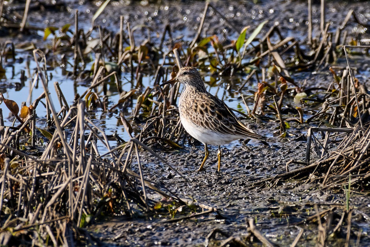 Pectoral Sandpiper - ML617946423