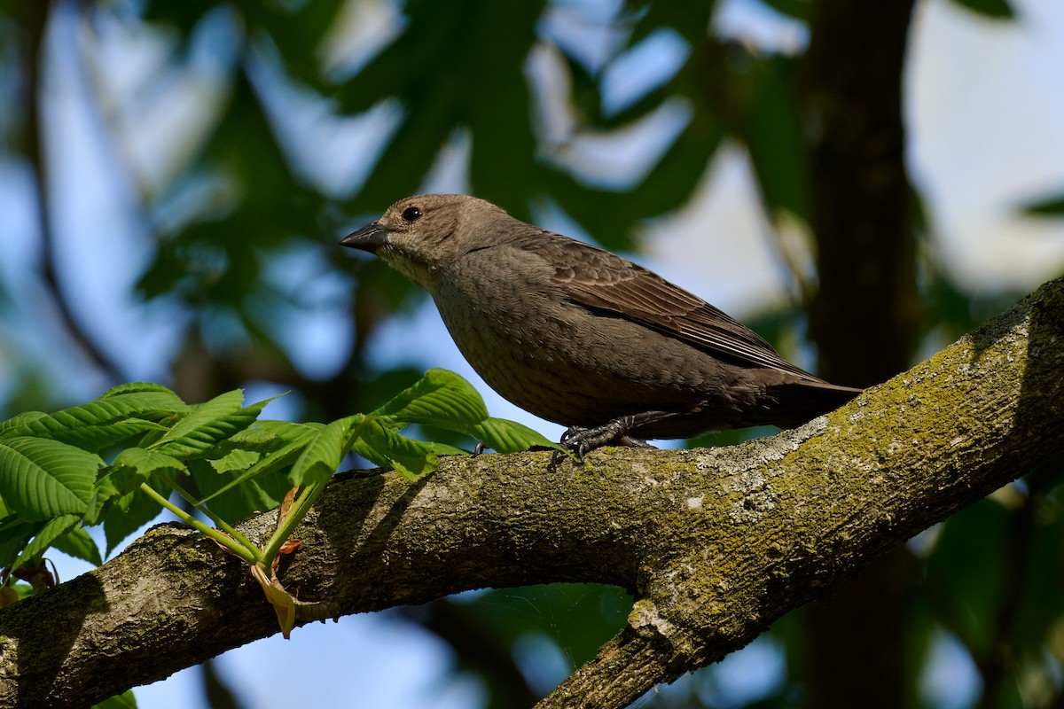 Brown-headed Cowbird - ML617946443