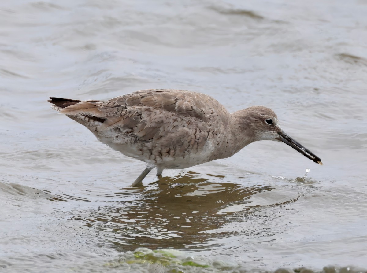 Willet - Constance Vigno