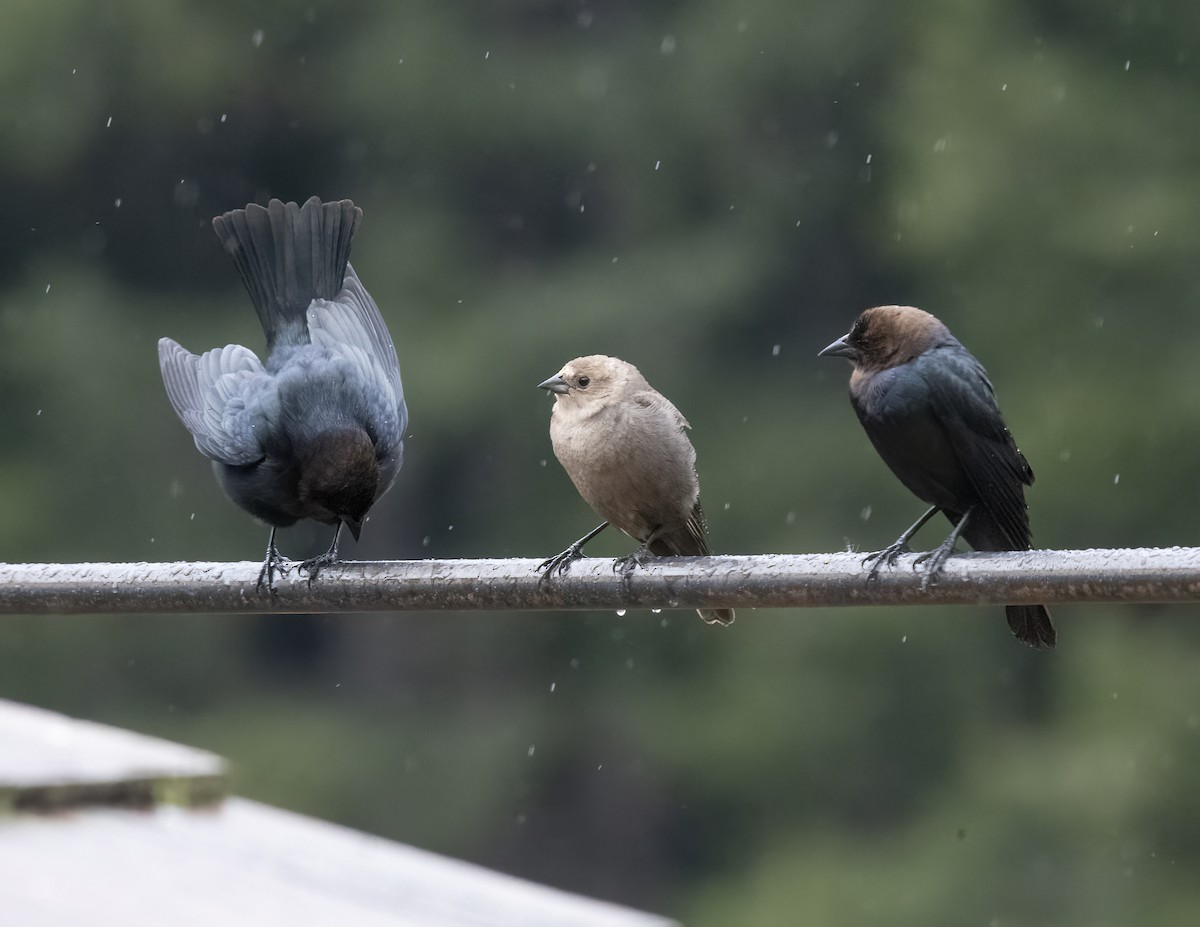 Brown-headed Cowbird - ML617946471