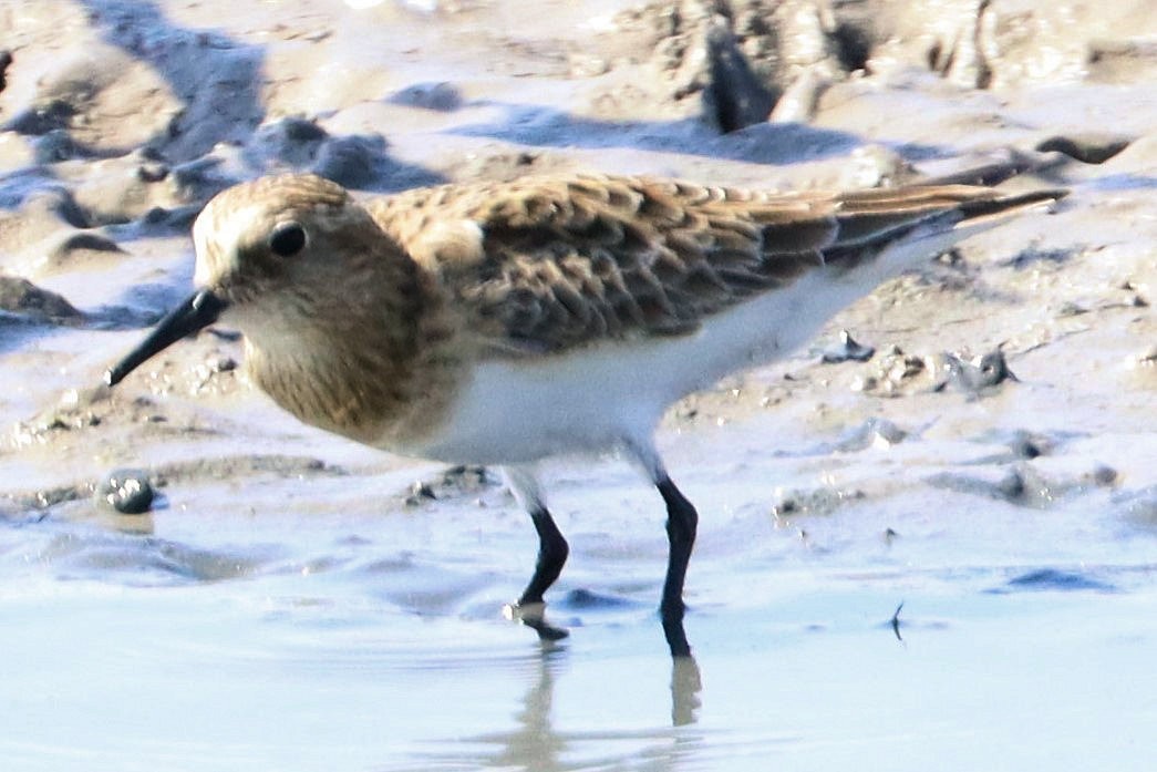 Baird's Sandpiper - ML617946500