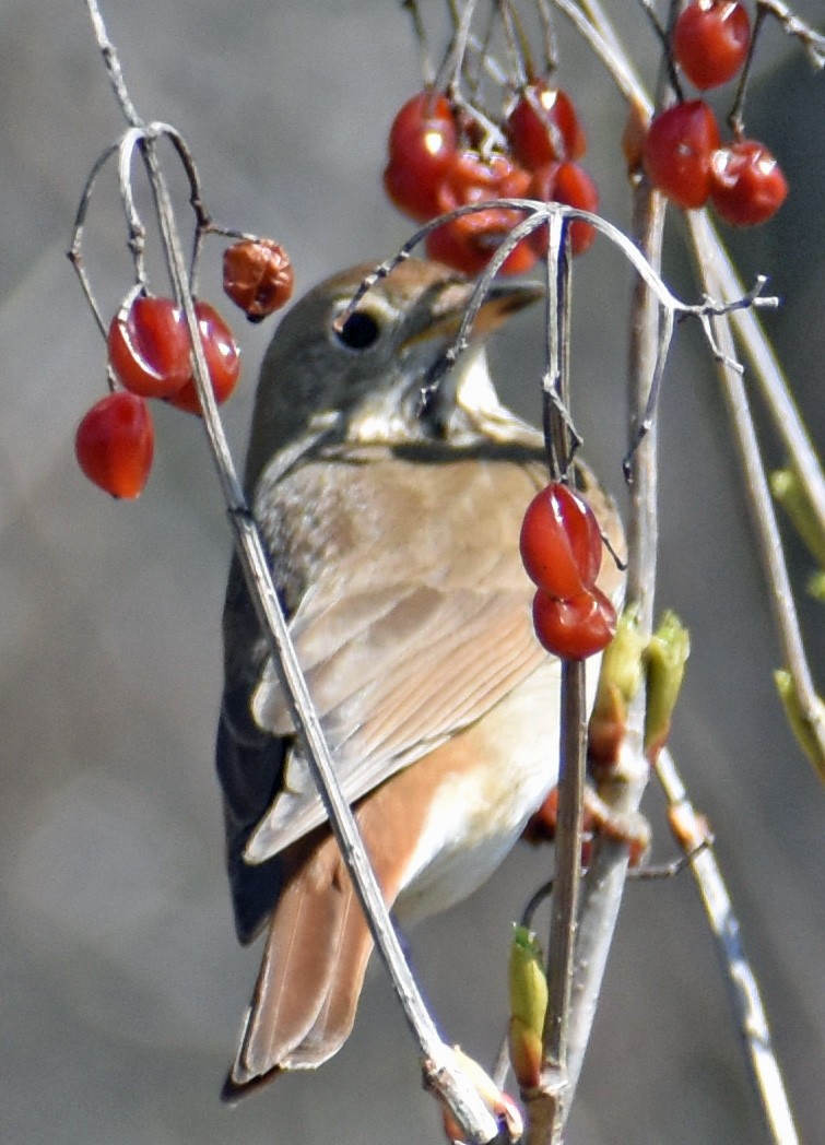 Hermit Thrush - ML617946503