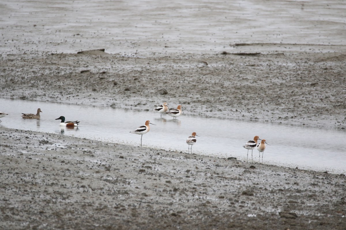 Avocette d'Amérique - ML617946508