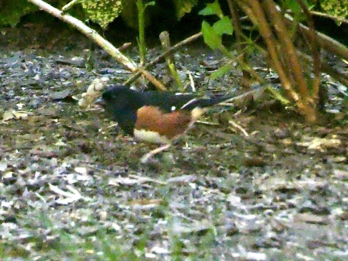 Eastern Towhee - ML617946511