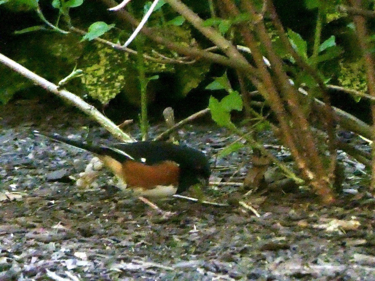 Eastern Towhee - ML617946512