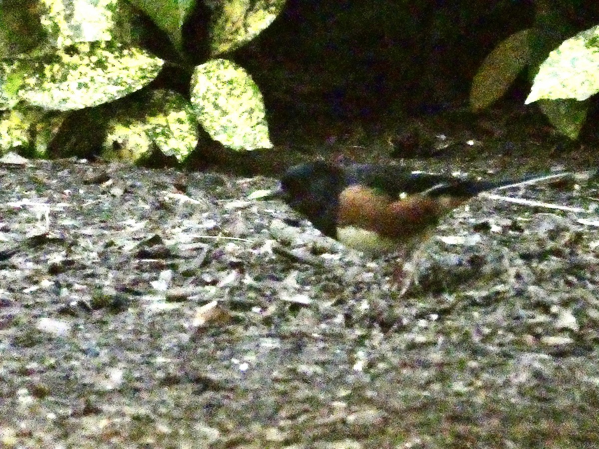 Eastern Towhee - ML617946513