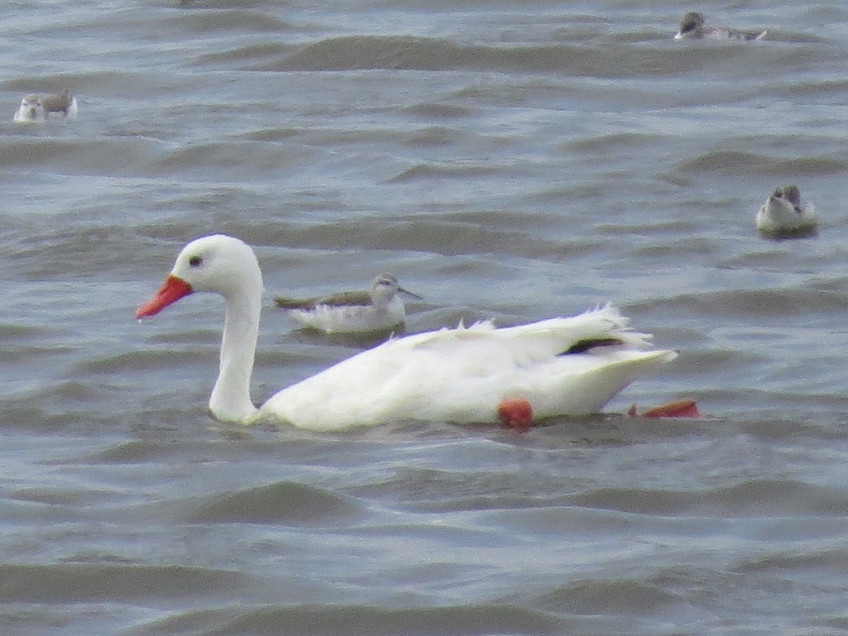 Coscoroba Swan - ML617946534