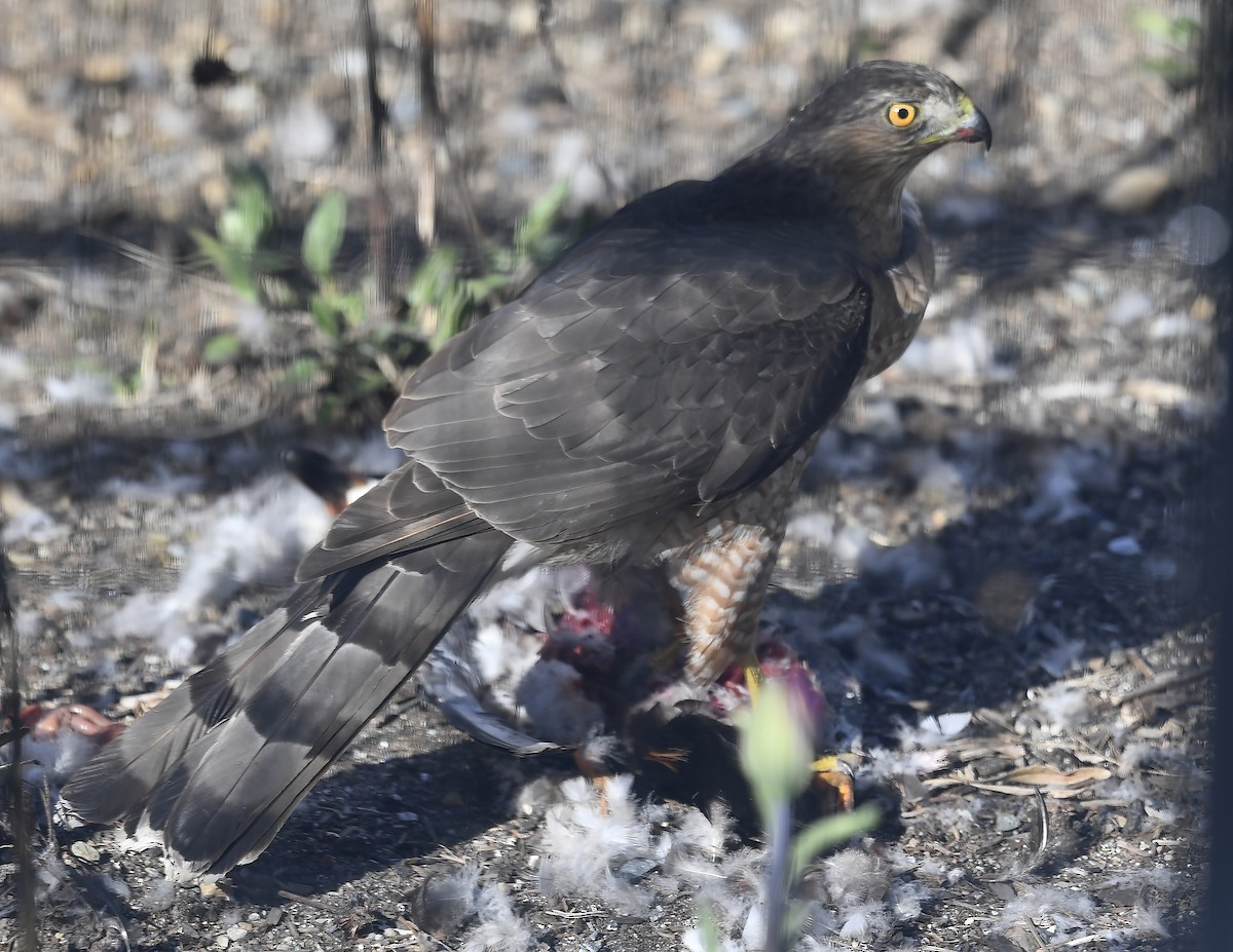 Cooper's Hawk - ML617946536