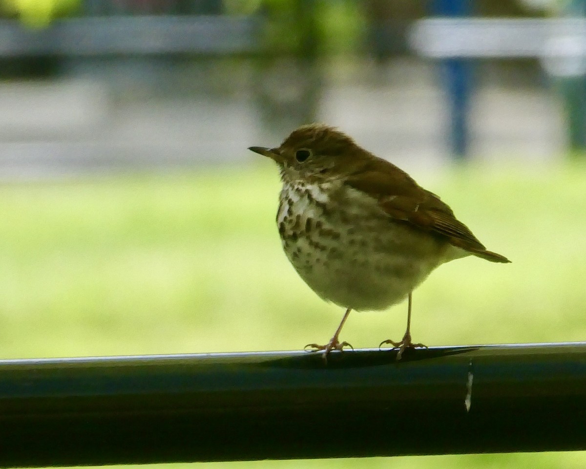 Hermit Thrush - ML617946537