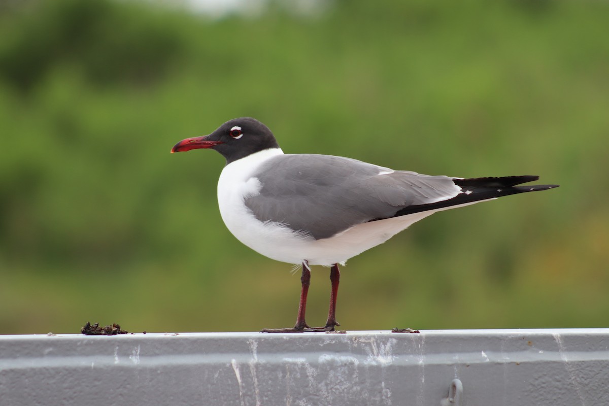 Laughing Gull - ML617946540