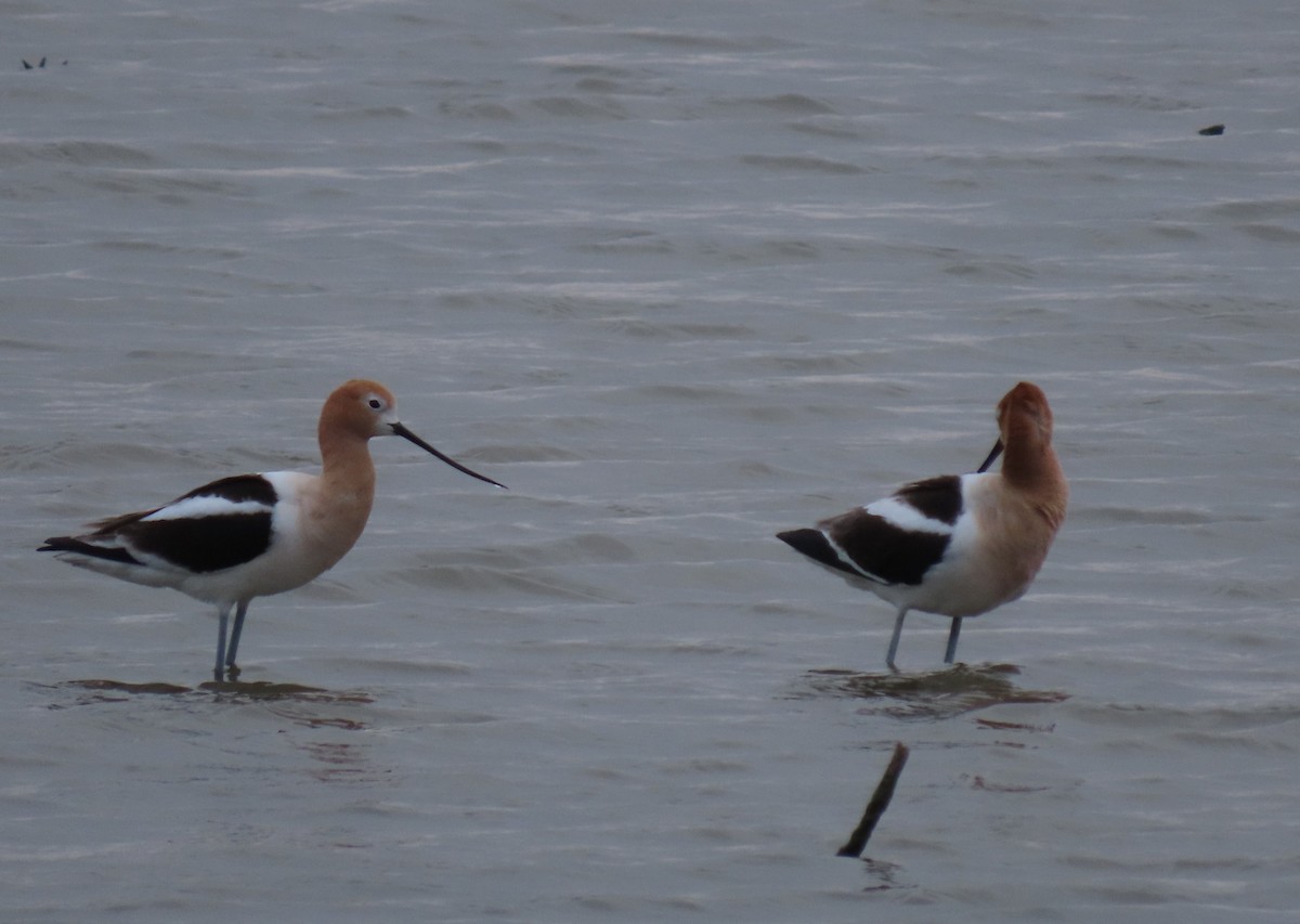 Avocette d'Amérique - ML617946590