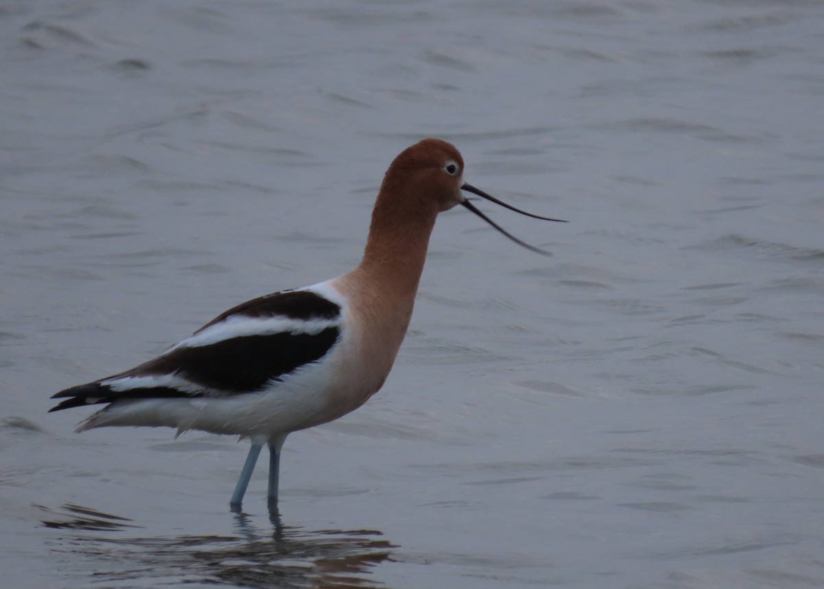 Avocette d'Amérique - ML617946592